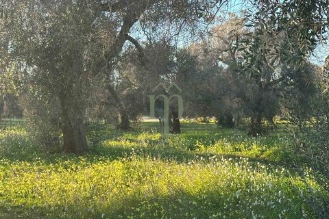 Helårsgrund i Carovigno, Brindisi, Carovigno - € 85.000 | Ref: TER.GROTTAMIRAN - foto 6